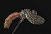 Sphecodes sp.